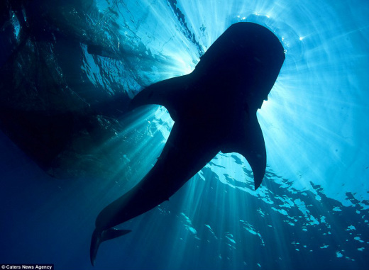whale shark phylum